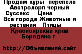 Продам куры, перепела. Австролорп черный. Суссекс. › Цена ­ 1 500 - Все города Животные и растения » Птицы   . Красноярский край,Бородино г.